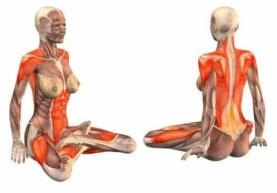 Padmasana-postura-de-lotus-musculo
