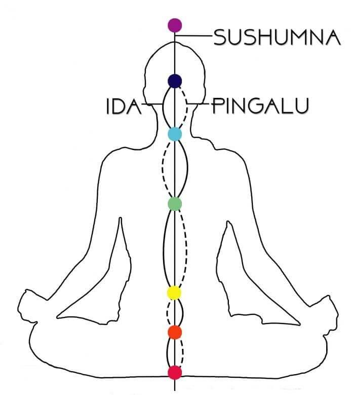 chakras-coluna-ida-pingalu-sashumna-