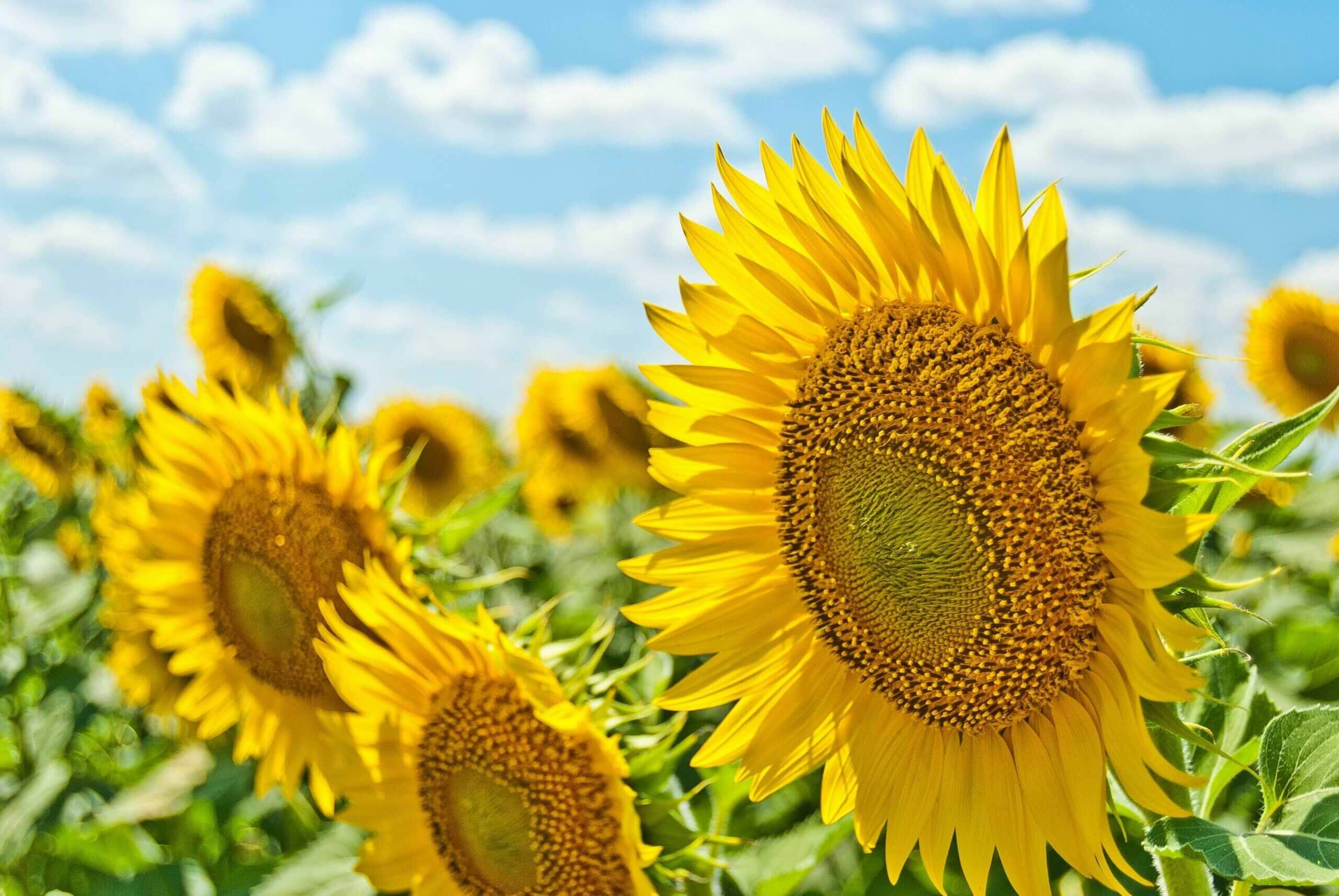 ayurveda-estacao-do-ano-yogateria2