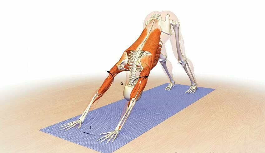 Adho-Mukha-cachorro-olhando-para-baixo-yogateria