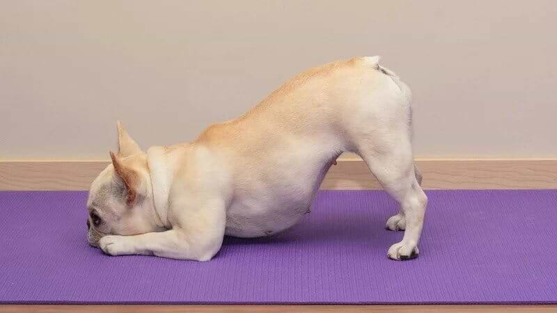 Adho-Mukha-cachorro-olhando-para-baixo-yogateria5