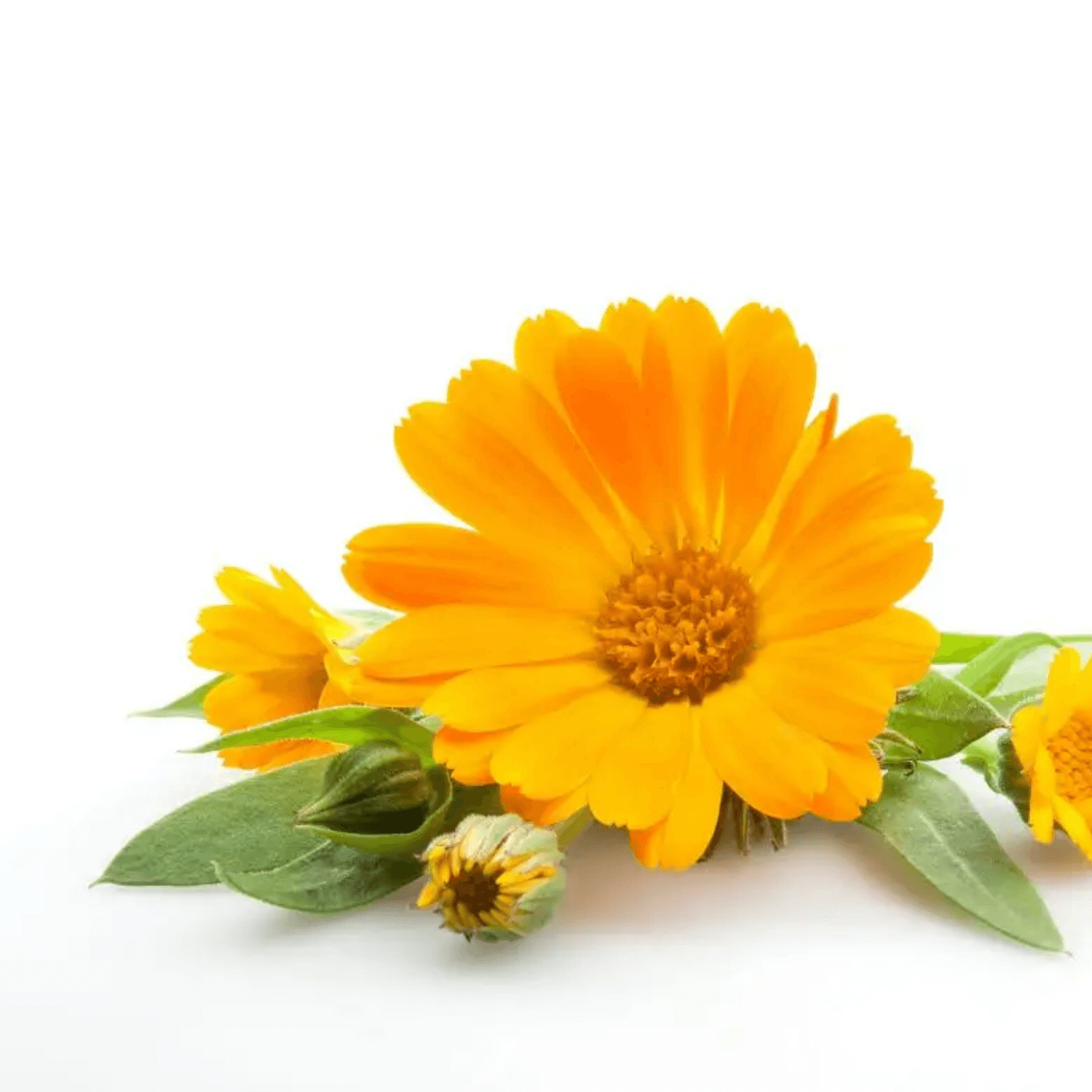 calendula