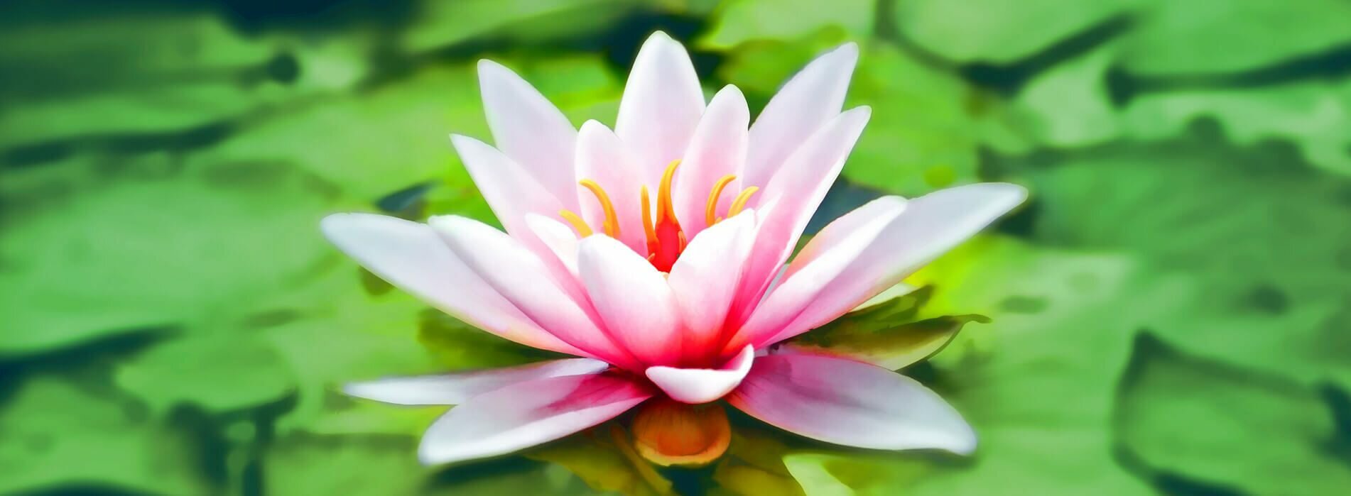 flor-de-lotus-padmasana
