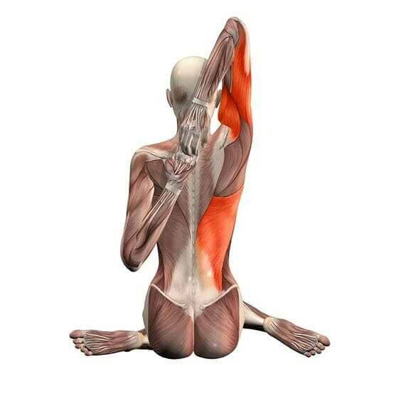 Gomukhasana: postura do rosto da vaca 4 gomukhasana-postura-rosto-vaca-musculo