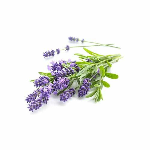 lavanda-yogateria lavanda-yogateria