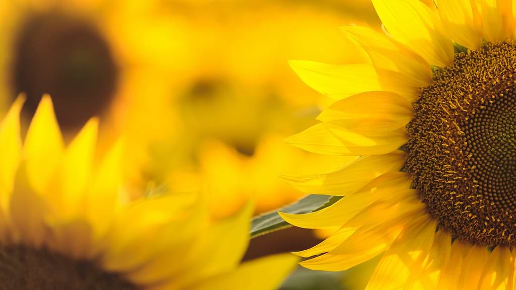 setembro-amarelo-yogateria23