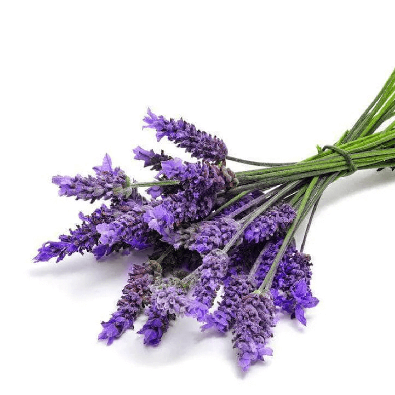 lavanda